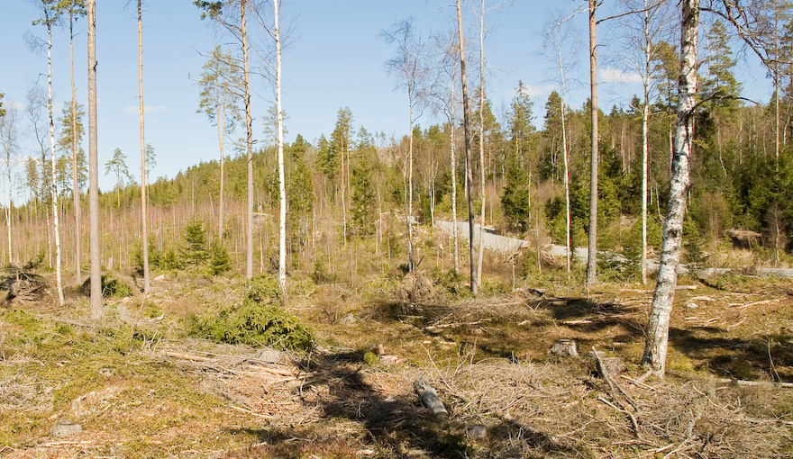 Vei fra nord